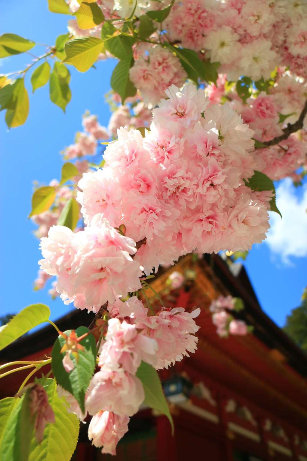 志波彦神社 鹽竈神社 宮城県本塩釜駅 の投稿 3回目 去年見たくてたまらなくなった鹽竈桜 まさか１ ホトカミ