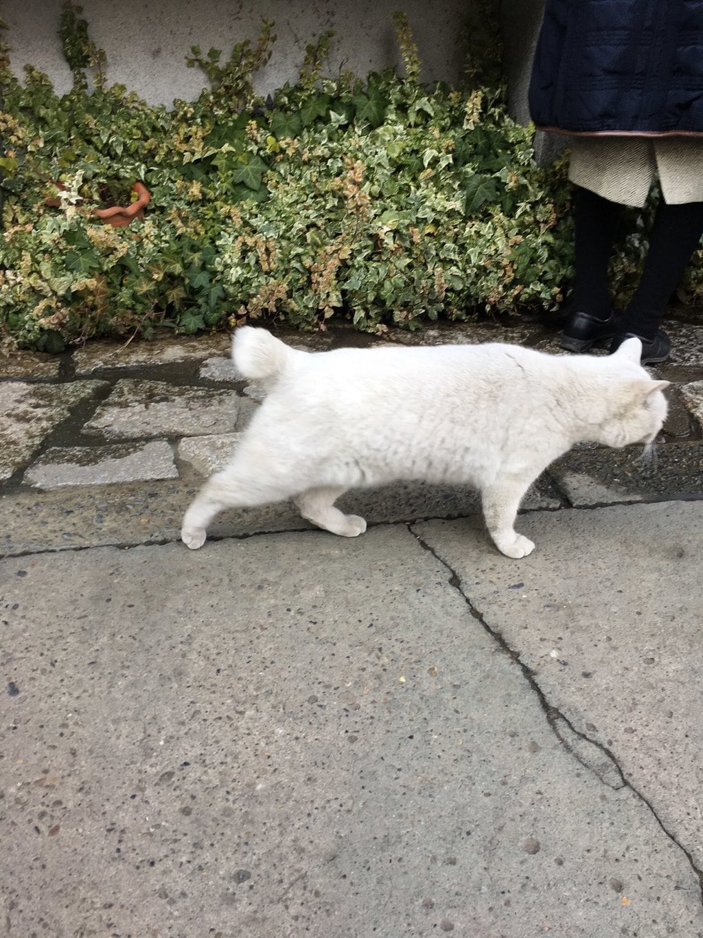 今戸神社 東京都とうきょうスカイツリー駅 の投稿 1回目 ここは東京で縁結びや御朱印帳の絵柄にもなってる招 ホトカミ