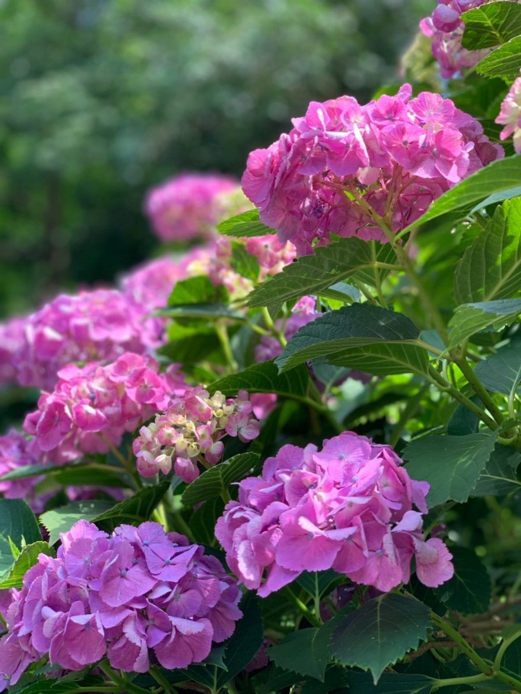 “千光寺の紫陽花”