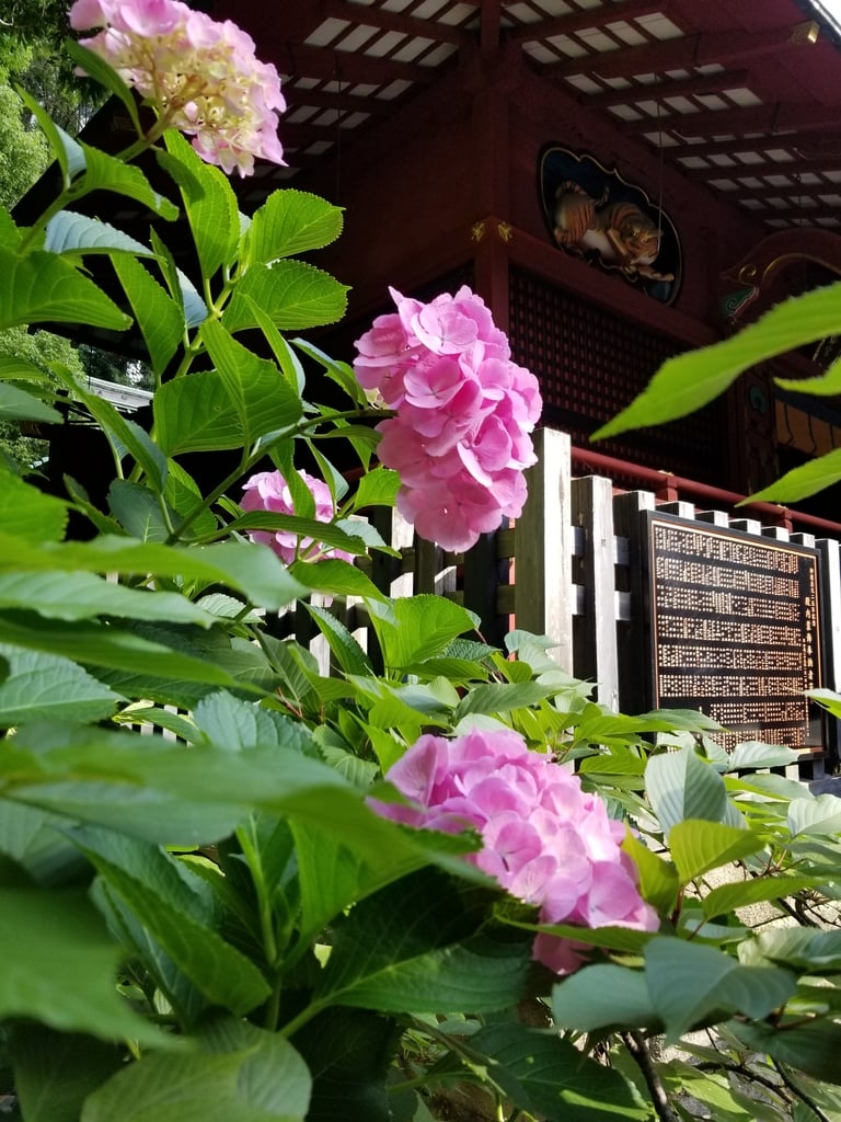 “金王八幡宮の紫陽花”