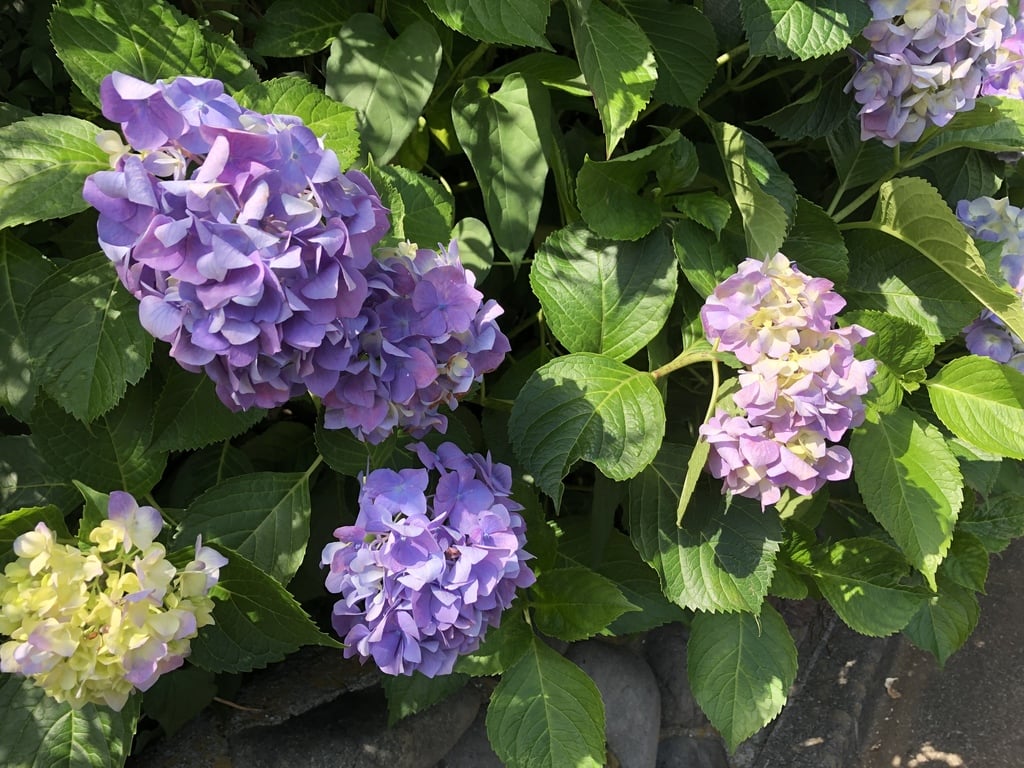 “御嶽神社の紫陽花”