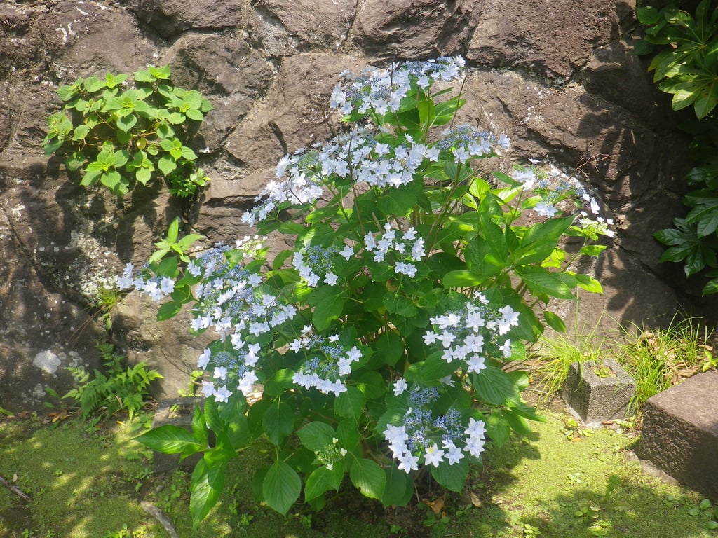 法性寺(神奈川県)