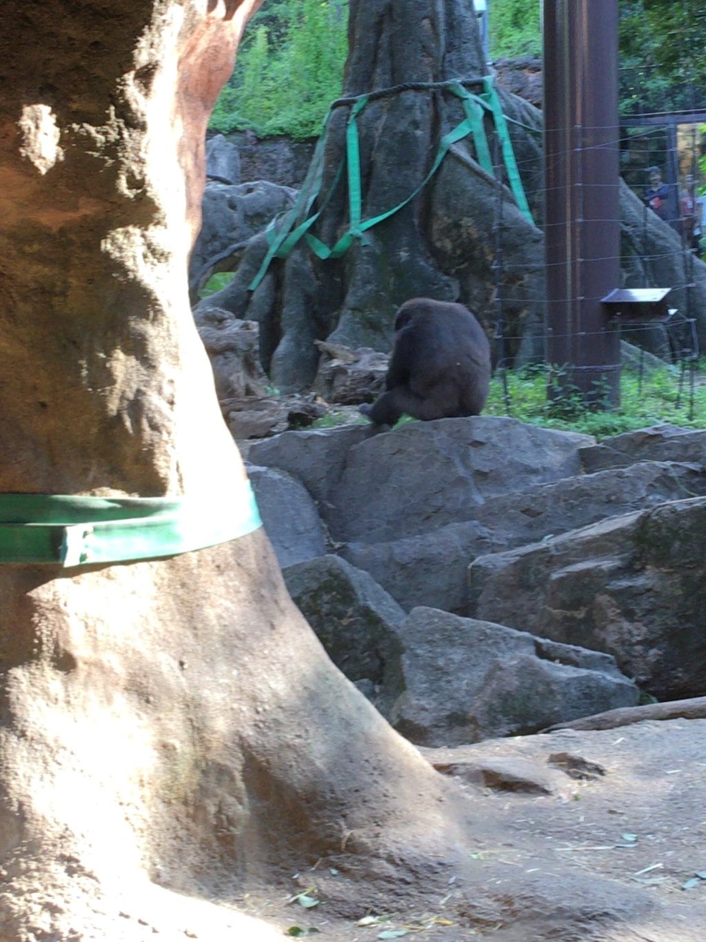 上野東照宮の動物