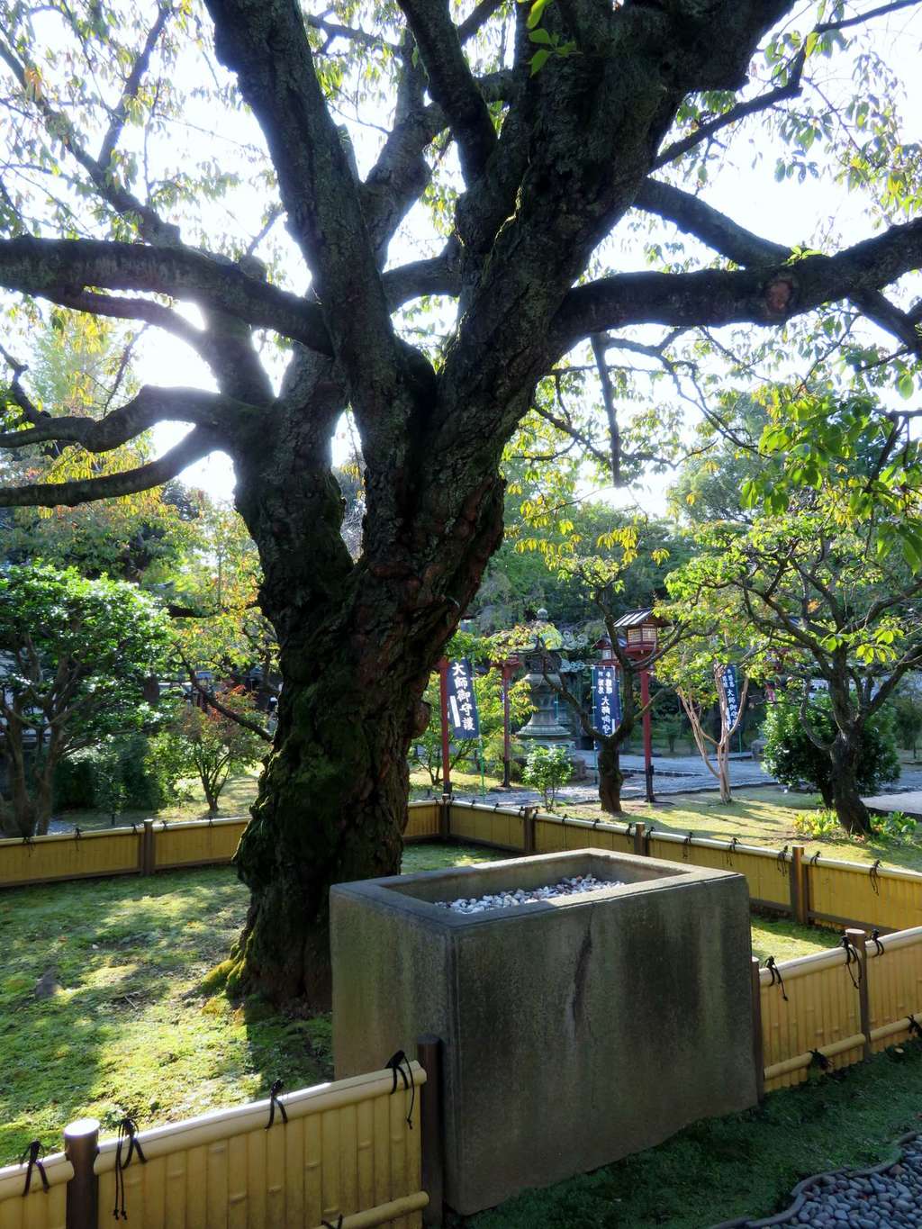 輪王寺の自然