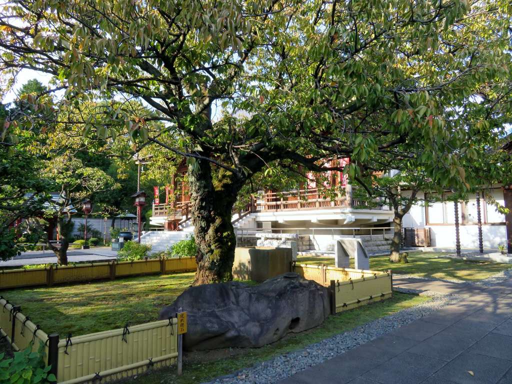 輪王寺の自然