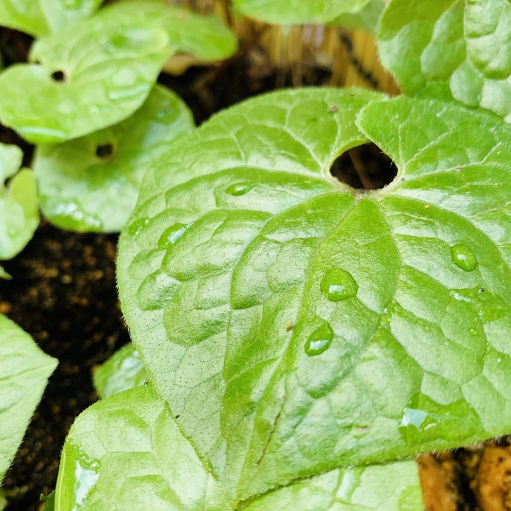 双葉葵 土津神社 こどもと出世の神さま 福島県猪苗代駅 からのお知らせ ホトカミ