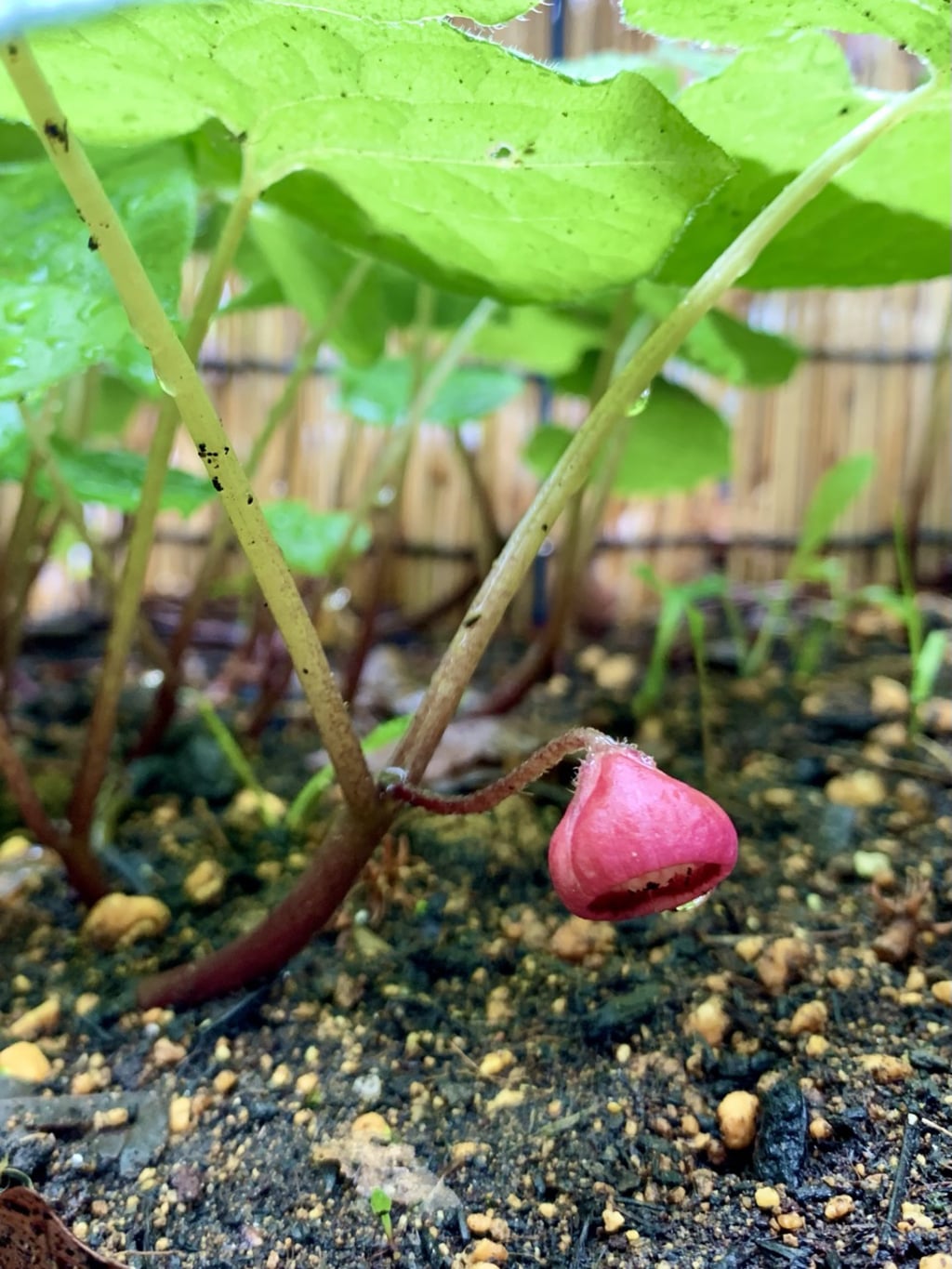 双葉葵花開く 土津神社 こどもと出世の神さま 福島県猪苗代駅 からのお知らせ ホトカミ