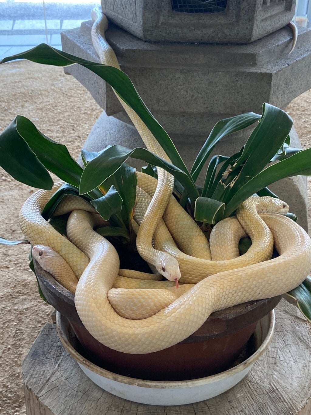 岩国白蛇神社の御朱印 アクセス情報 山口県岩国駅 ホトカミ