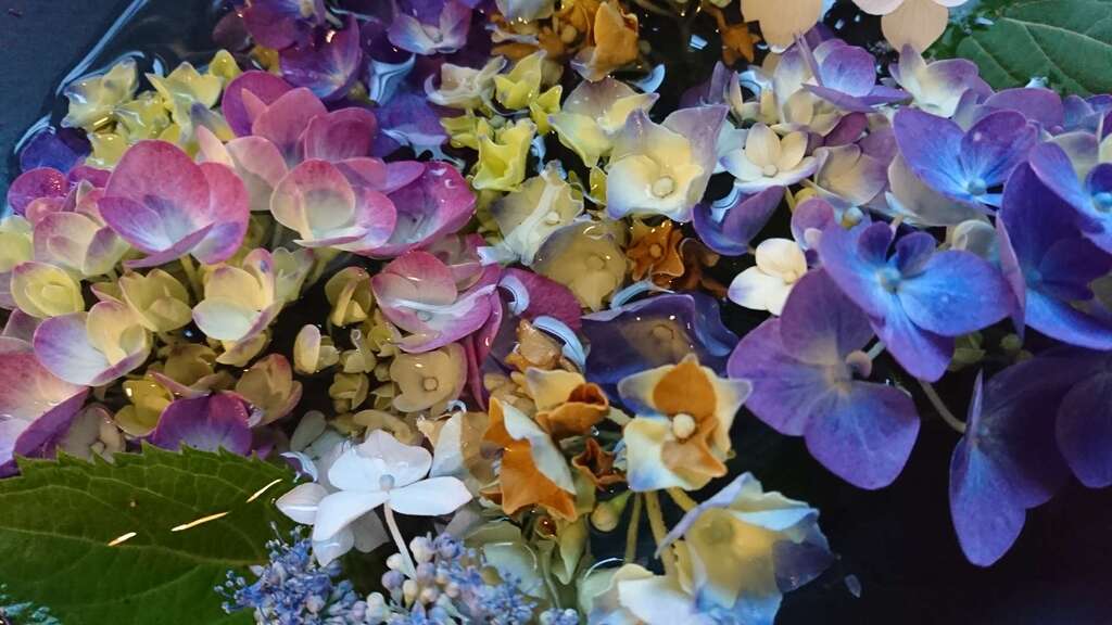 柳津虚空蔵尊 寳性院 宮城県柳津駅 の投稿 1回目 四つ目カモシカで話題のあの神社に行ってきまし ホトカミ