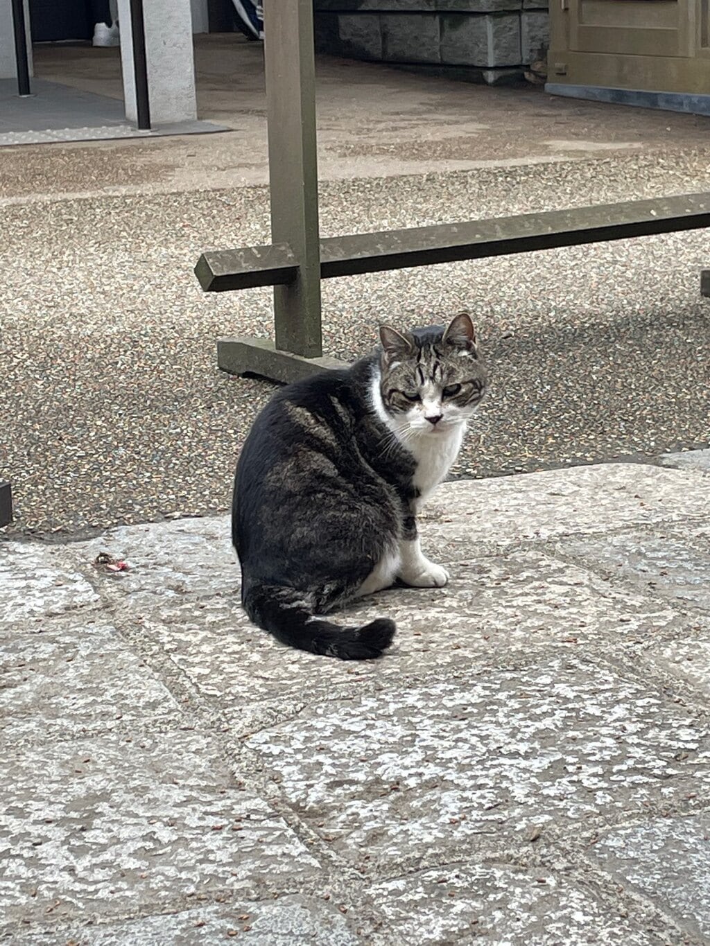 円覚寺 神奈川県北鎌倉駅 の投稿 6回目 円覚寺の猫しいちゃん 5月日虹の橋を渡ったそ ホトカミ
