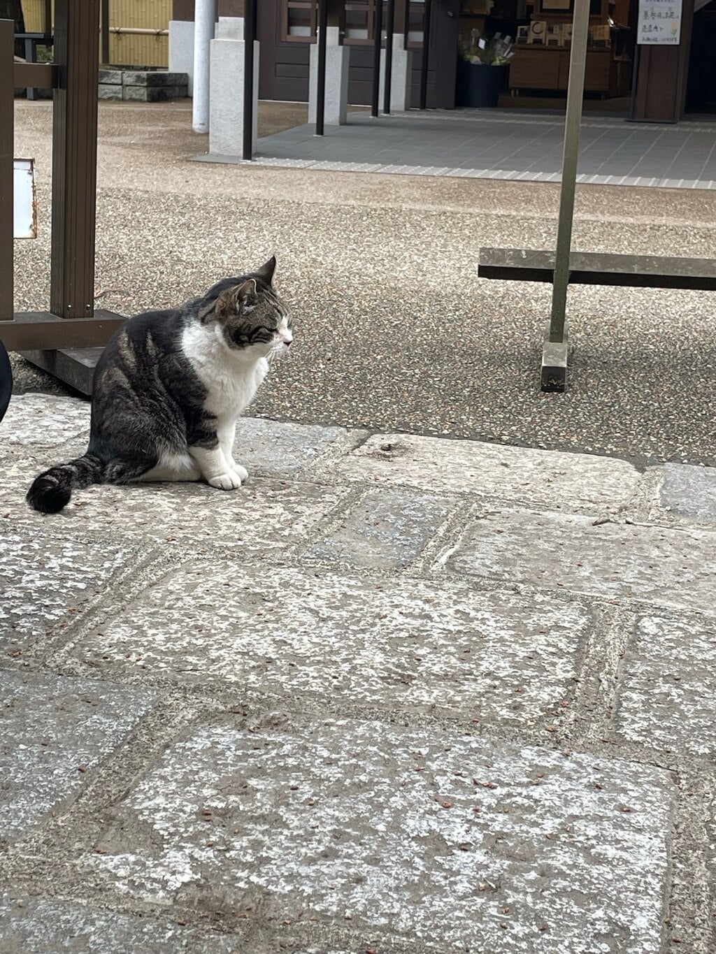 円覚寺 神奈川県北鎌倉駅 の投稿 6回目 円覚寺の猫しいちゃん 5月日虹の橋を渡ったそ ホトカミ
