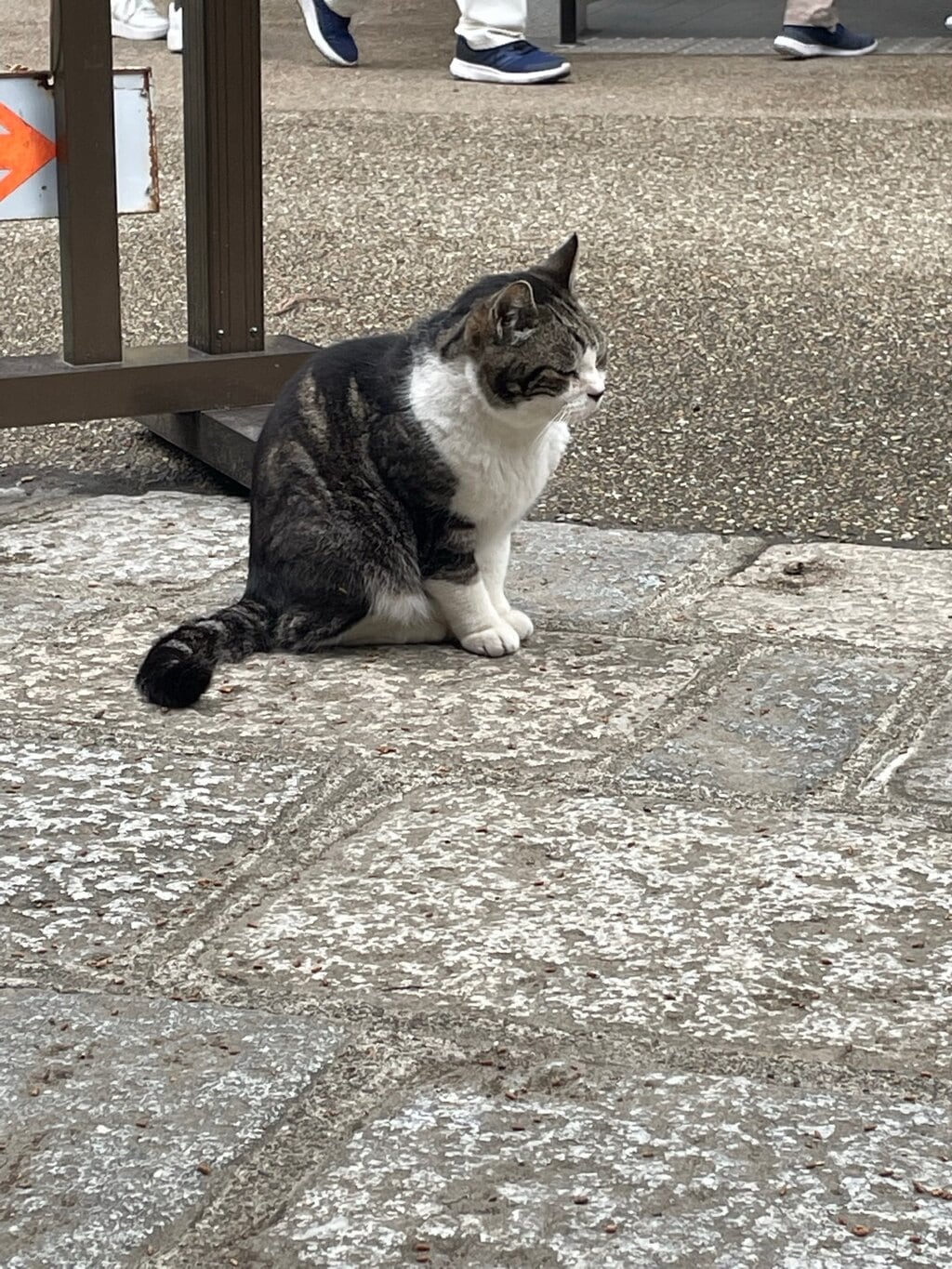 円覚寺 神奈川県北鎌倉駅 の投稿 6回目 円覚寺の猫しいちゃん 5月日虹の橋を渡ったそ ホトカミ