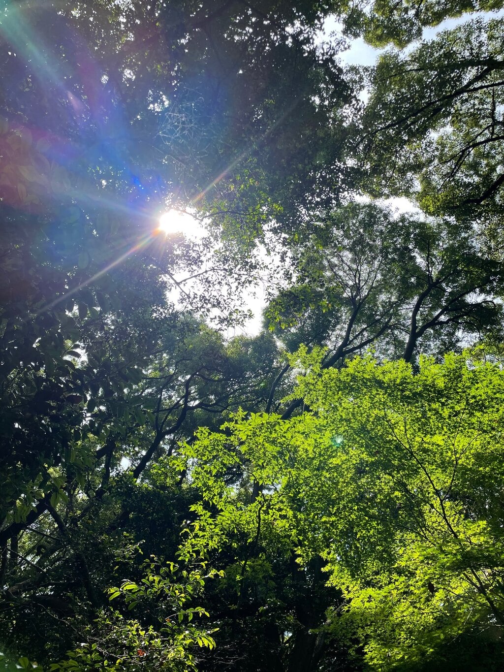 投稿 490件 明治神宮 東京都原宿駅の投稿一覧 神社お寺の投稿サイト ホトカミ