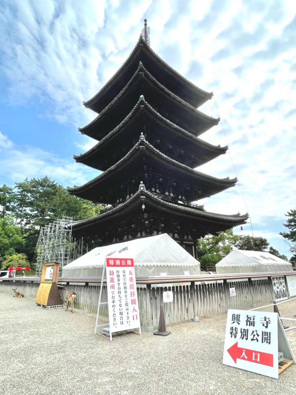 興福寺 五重塔(奈良県近鉄奈良駅)の投稿(1回目)。五重塔特別公開に行ってきました。 初層のみです…[ホトカミ]