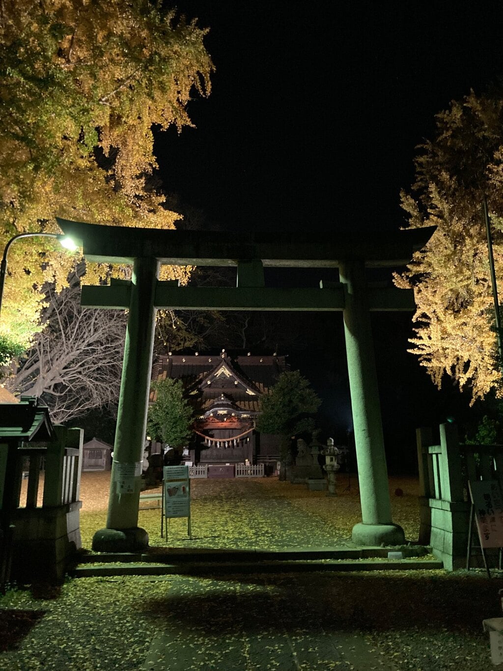 玉敷神社(埼玉県加須駅)の投稿(1回目)。銀杏のライトアップを見に夜参拝をさせてもらいまし…[ホトカミ]