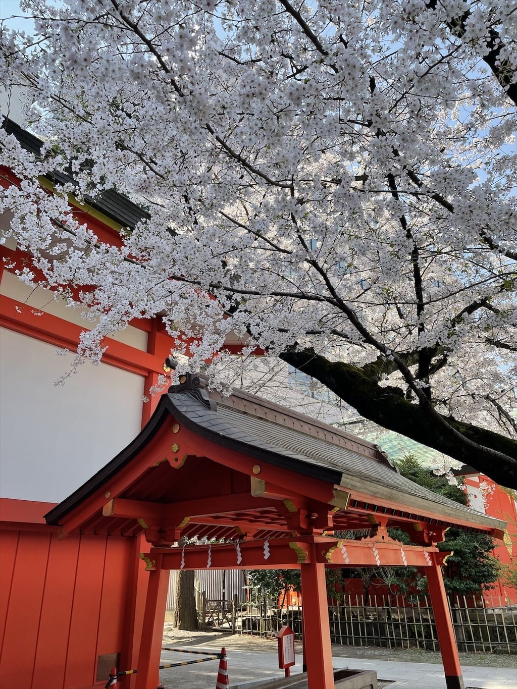花園神社(東京都新宿三丁目駅)の投稿(1回目)。令和三年の朱印記録 その4 桜の季節に、新宿の花…[ホトカミ]